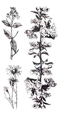 Dandelion - Boston Temporary Tattoos